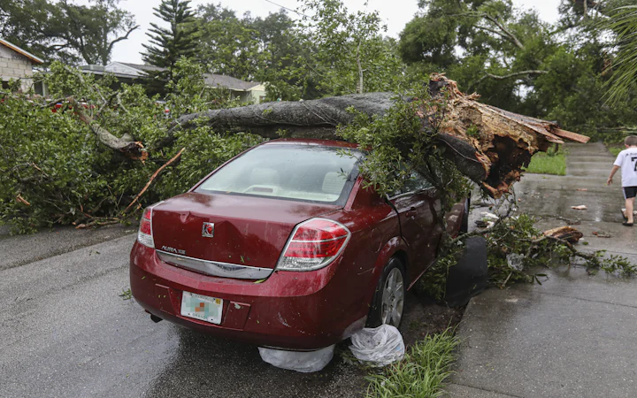 Storm damage and fallen trees