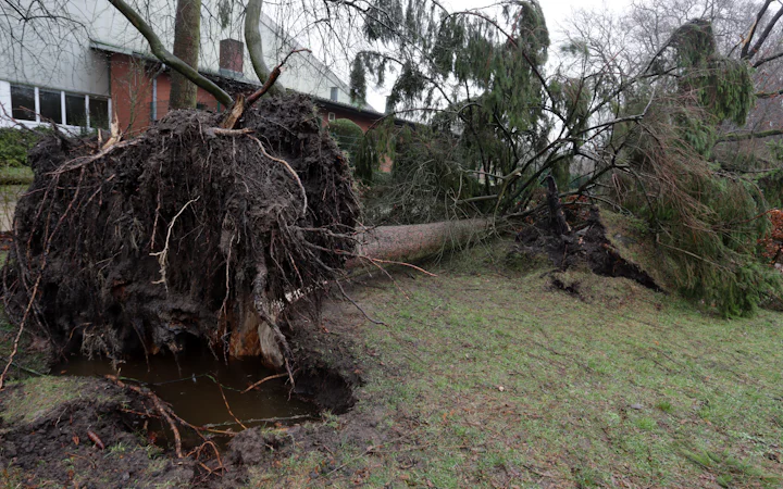 Dead or hazardous trees