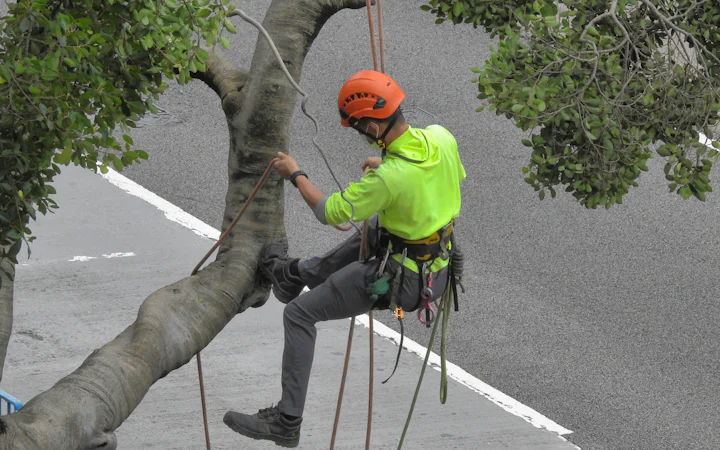 Clearing branches off roofs and lines